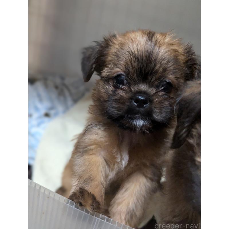 成約済の愛知県のミックス犬-409033の4枚目