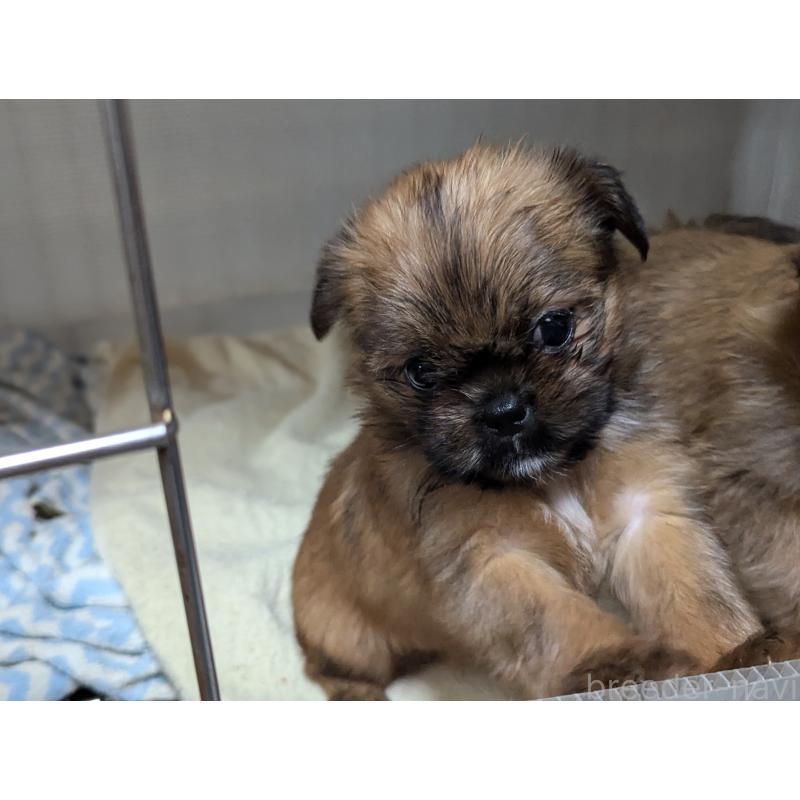 成約済の愛知県のミックス犬-409033の3枚目