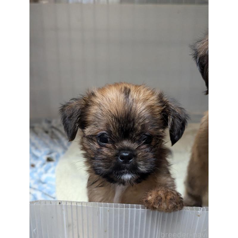 成約済の愛知県のミックス犬-409033の2枚目