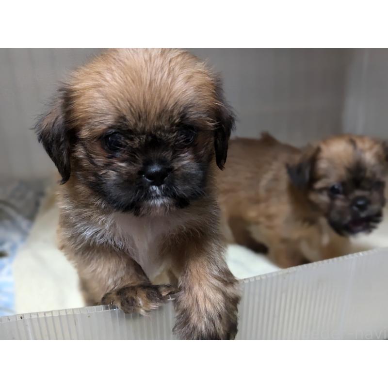 成約済の愛知県のミックス犬-409032の5枚目