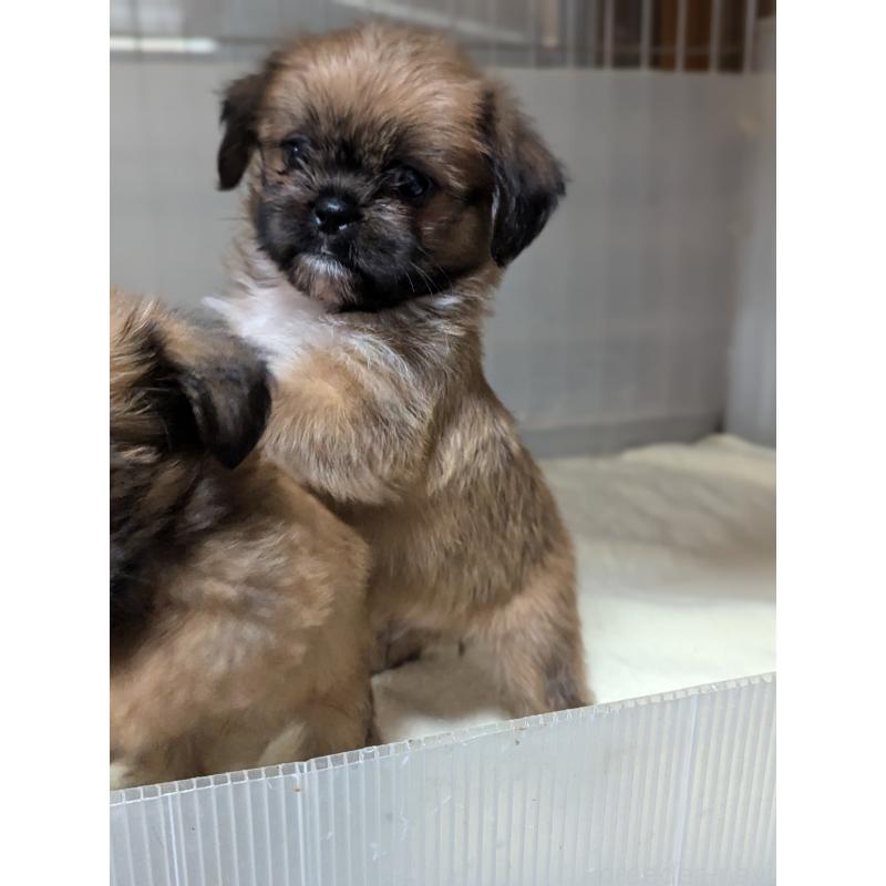 成約済の愛知県のミックス犬-409032の4枚目