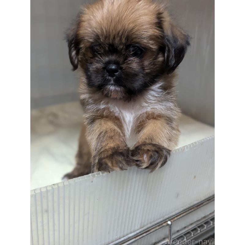 成約済の愛知県のミックス犬-409032の3枚目