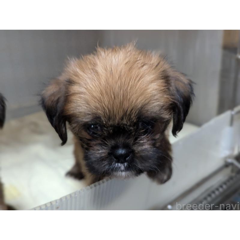 成約済の愛知県のミックス犬-409032の2枚目