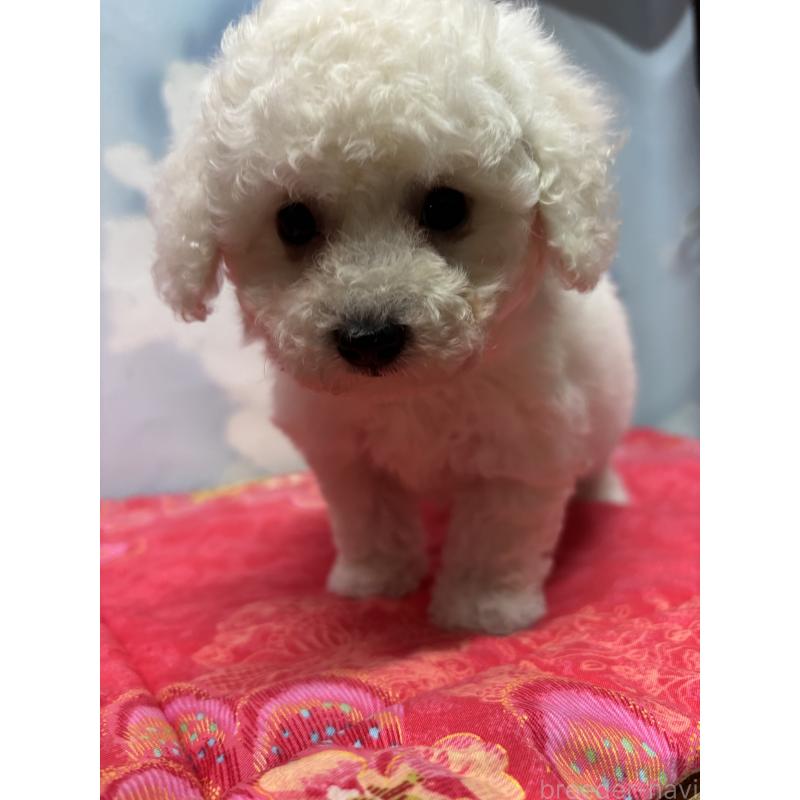 販売中の愛知県のミックス犬-411966の6枚目