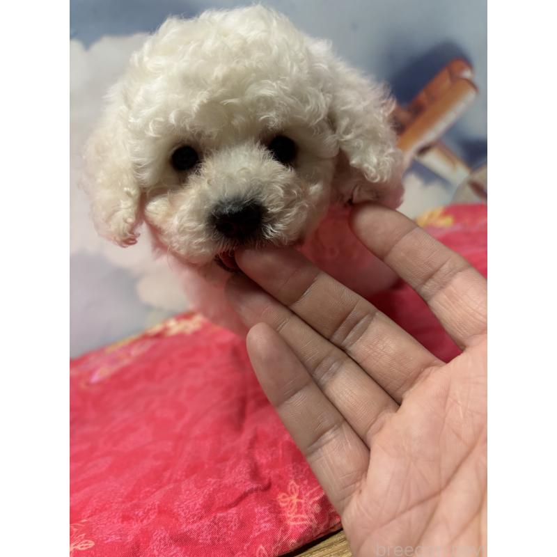 販売中の愛知県のミックス犬-411966の5枚目