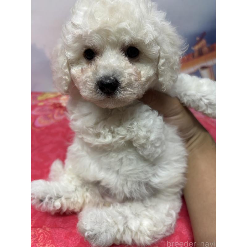 販売中の愛知県のミックス犬-411966の3枚目