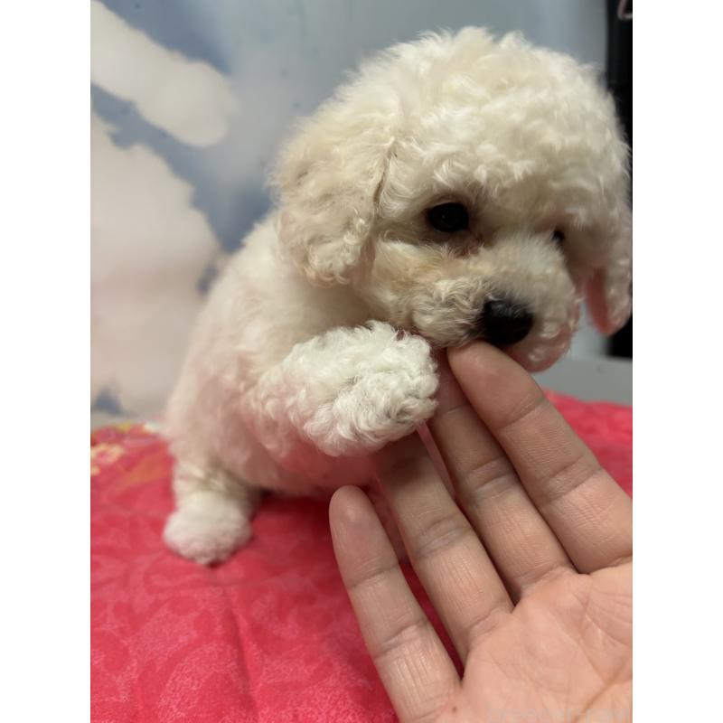 販売中の愛知県のミックス犬-411966の2枚目