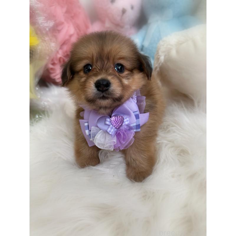 販売中の香川県のミックス犬-411971の4枚目