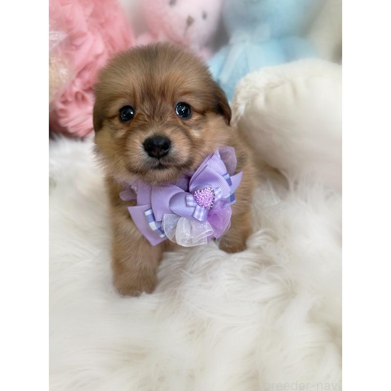 販売中の香川県のミックス犬-411971の3枚目