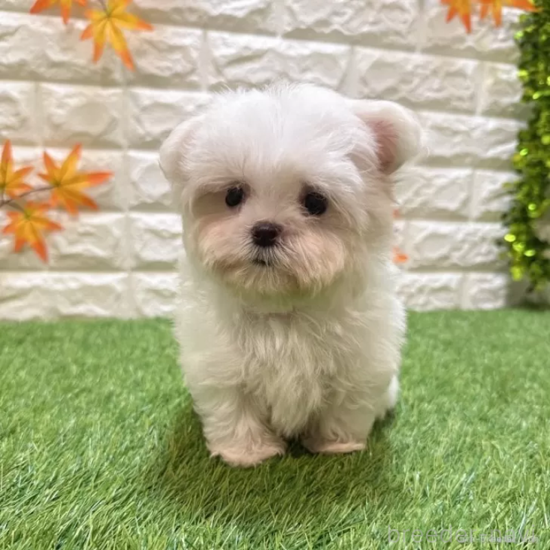 成約済の愛知県のマルチーズ-405219