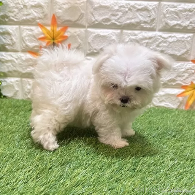 成約済の愛知県のマルチーズ-405219の5枚目