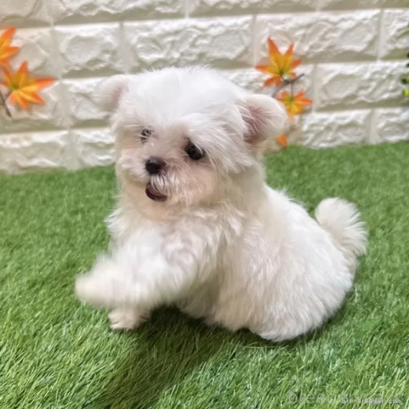 成約済の愛知県のマルチーズ-405219の4枚目