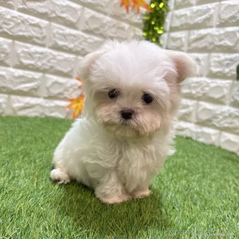 成約済の愛知県のマルチーズ-405219の3枚目