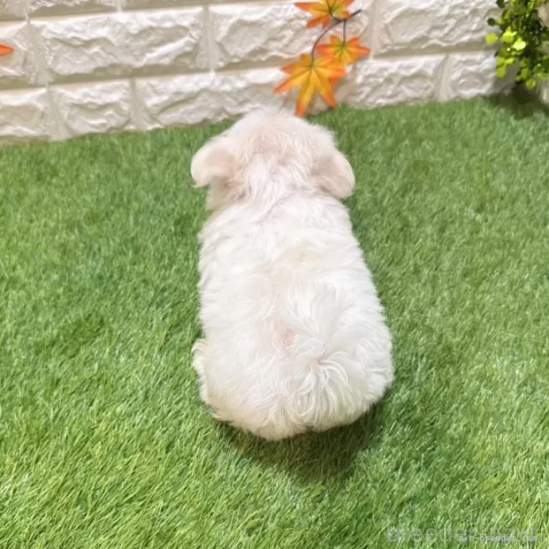 成約済の愛知県のマルチーズ-405219の2枚目