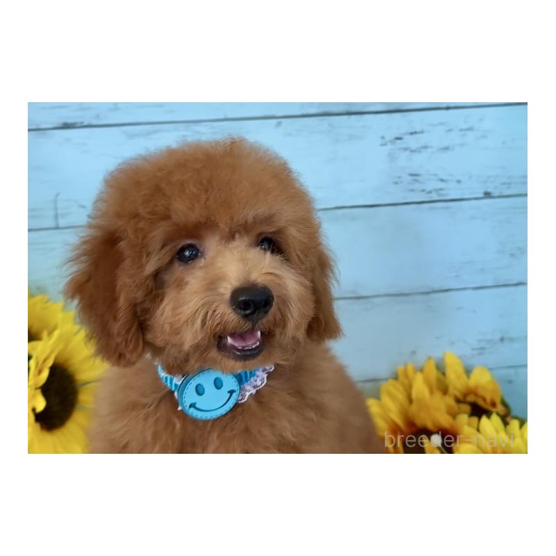 成約済の埼玉県のトイプードル-398828の13枚目