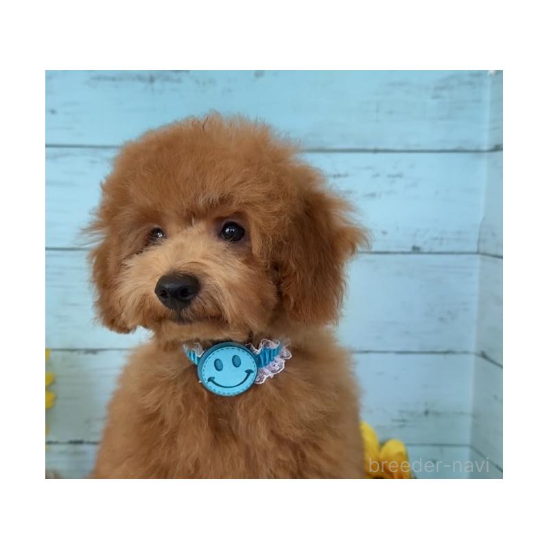 成約済の埼玉県のトイプードル-398828の12枚目