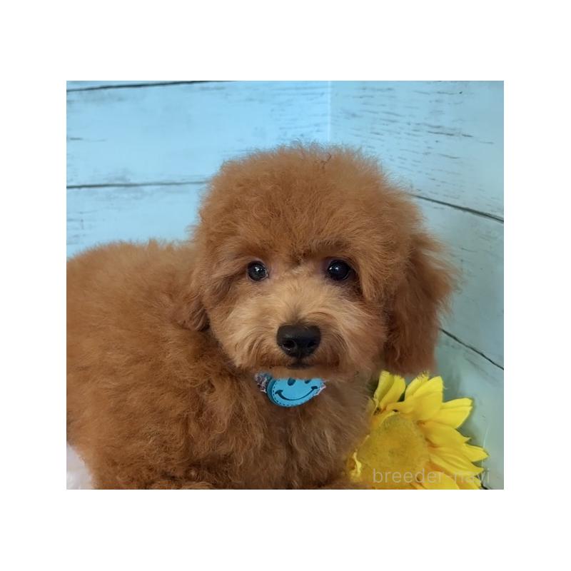 成約済の埼玉県のトイプードル-398828の11枚目