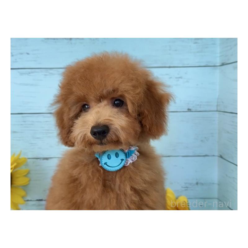 成約済の埼玉県のトイプードル-398828の10枚目