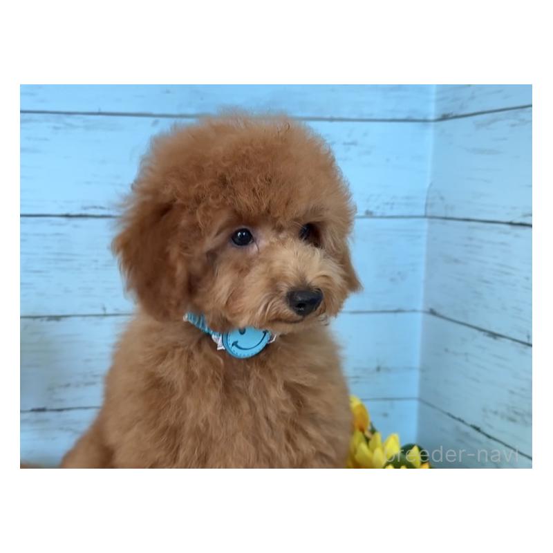 成約済の埼玉県のトイプードル-398828の9枚目