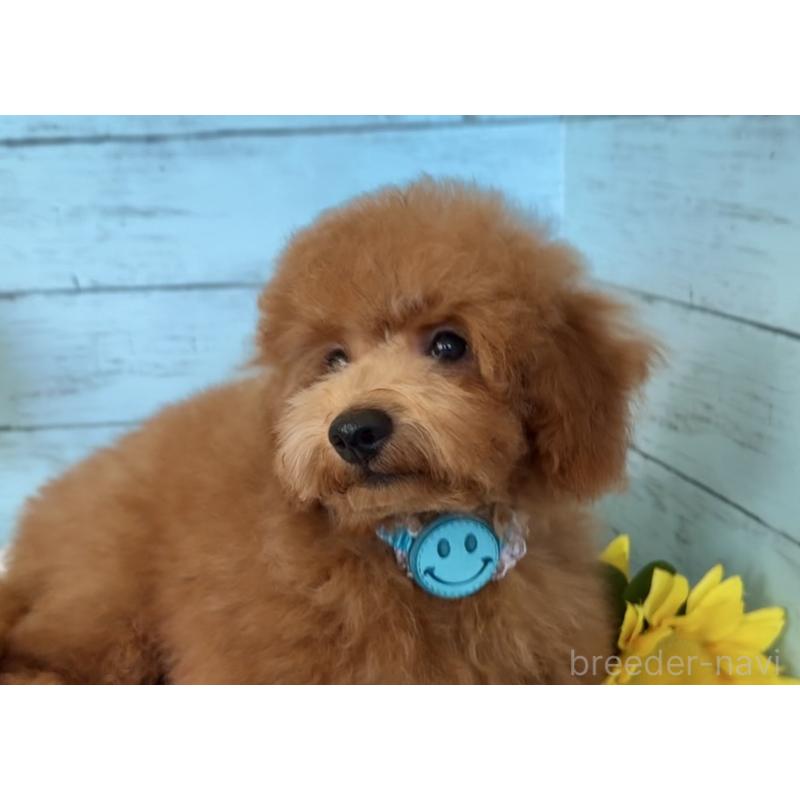 成約済の埼玉県のトイプードル-398828の8枚目