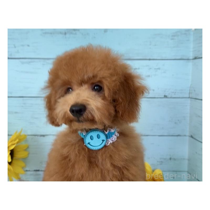 成約済の埼玉県のトイプードル-398828の7枚目