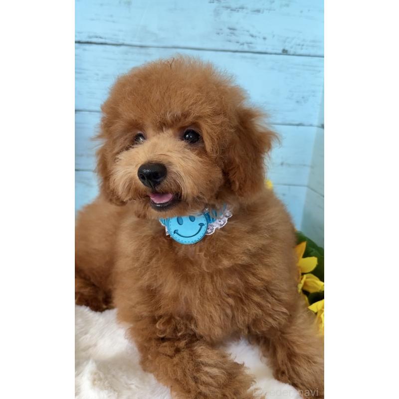 成約済の埼玉県のトイプードル-398828の6枚目