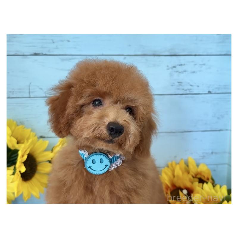 成約済の埼玉県のトイプードル-398828の5枚目