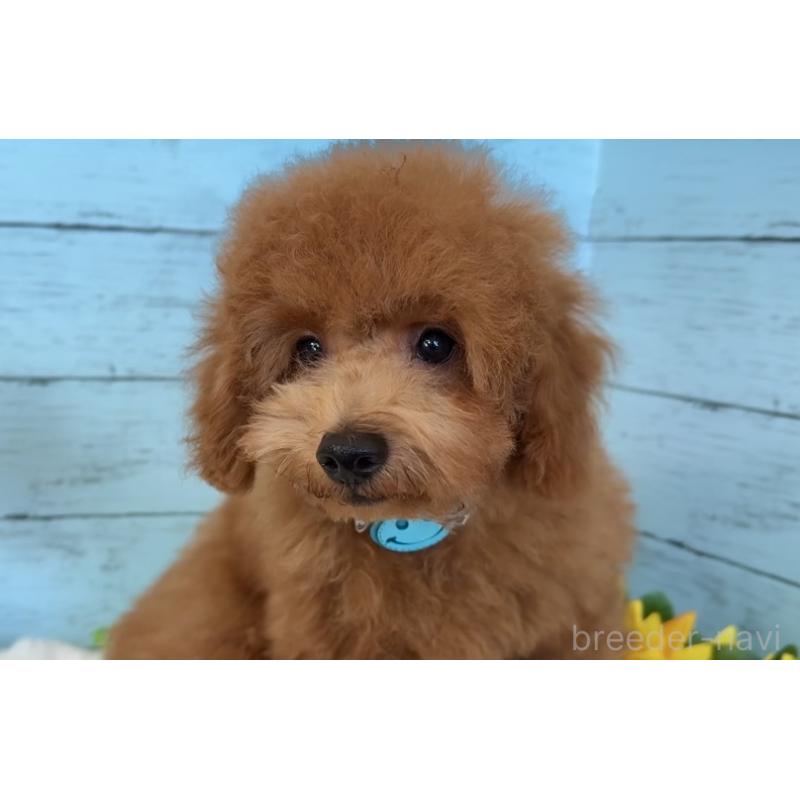 成約済の埼玉県のトイプードル-398828の4枚目