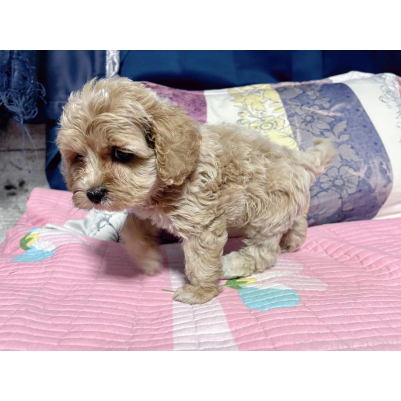 販売中の愛知県のミックス犬-411973の4枚目