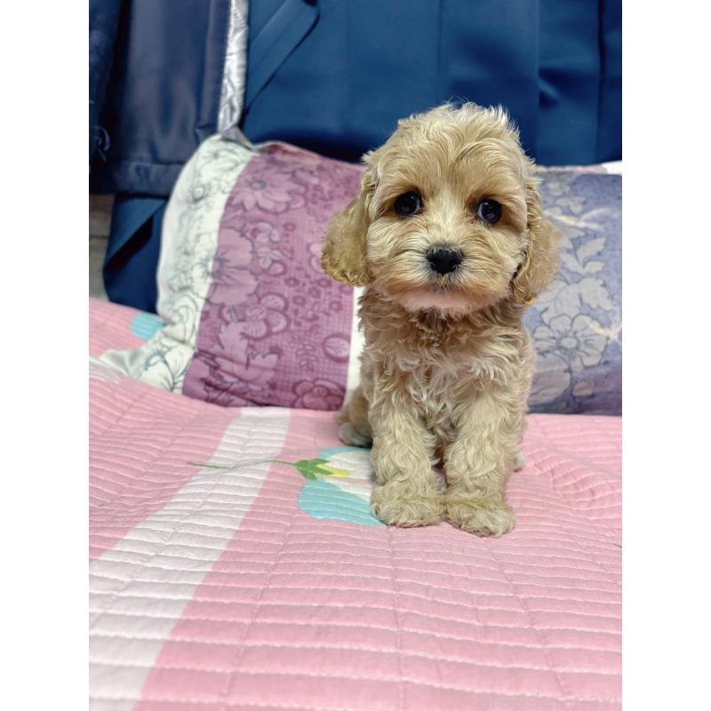 販売中の愛知県のミックス犬-411973の2枚目