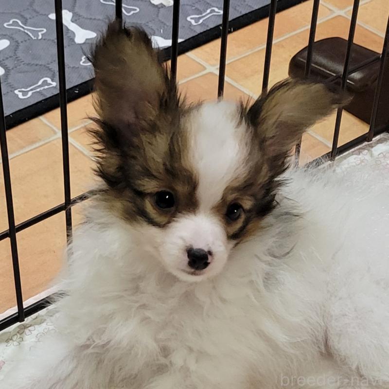 ハローキティ パピヨン 子犬の散歩　2002年 ハローキティ パピヨン 子犬の散歩 2002年 ハローキティ