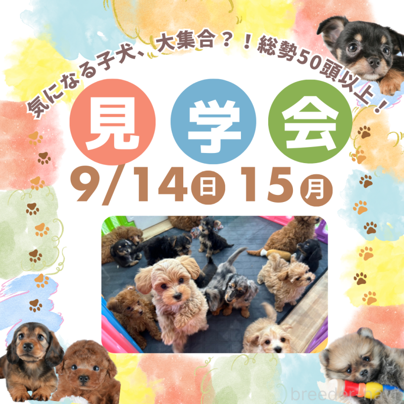 販売中の茨城県のミックス犬-398380の2枚目