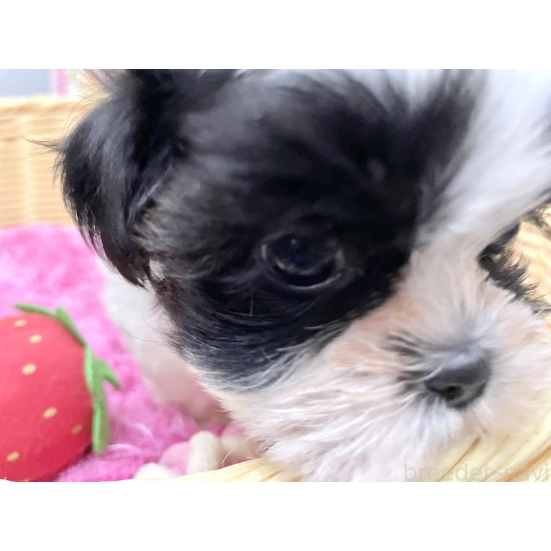 成約済の秋田県のマルシーズー:マルチーズ×シーズー-411071の3枚目