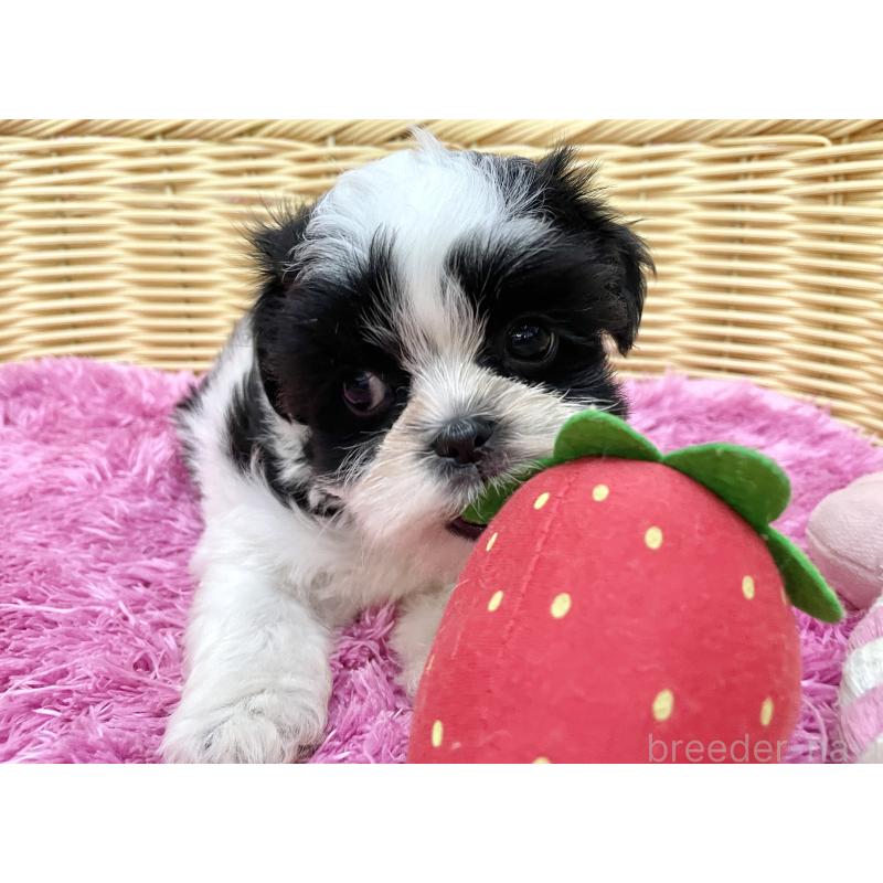 成約済の秋田県のマルシーズー:マルチーズ×シーズー-411071の2枚目