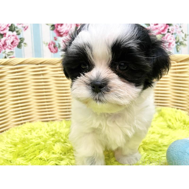成約済の秋田県のマルシーズー:マルチーズ×シーズー-411070の9枚目