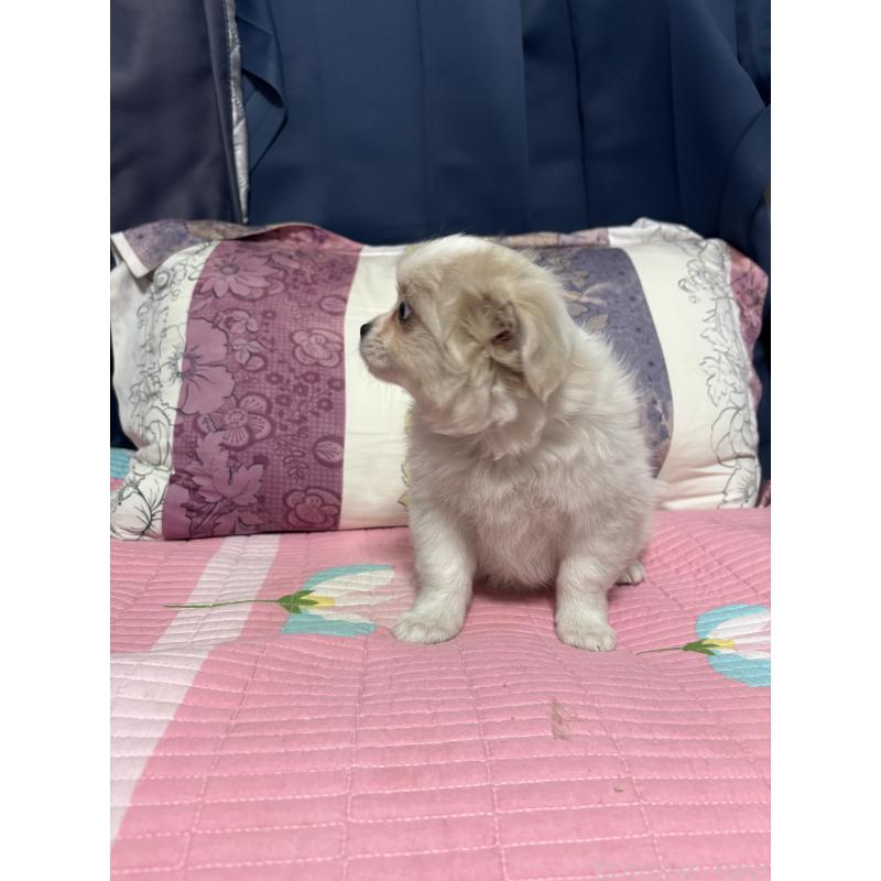 販売中の愛知県のミックス犬-411868の5枚目