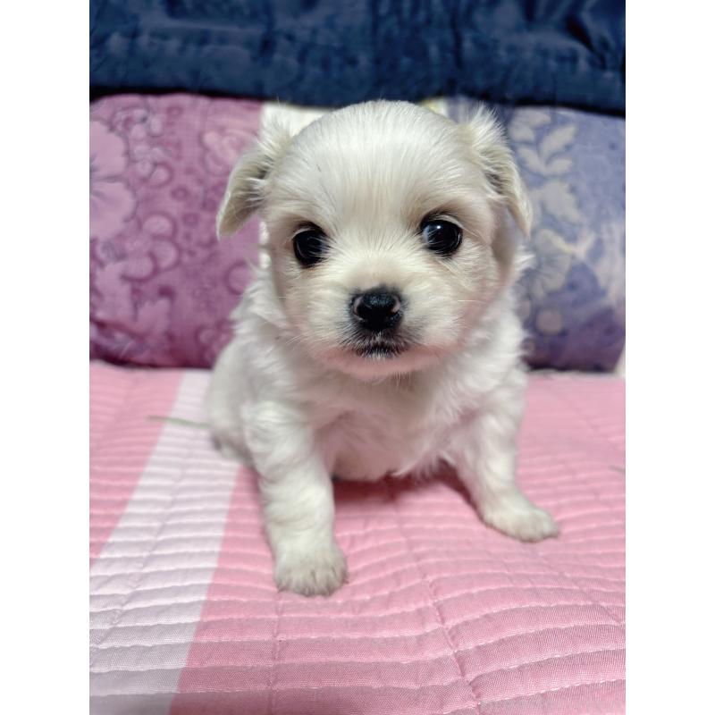 販売中の愛知県のミックス犬-411868の4枚目