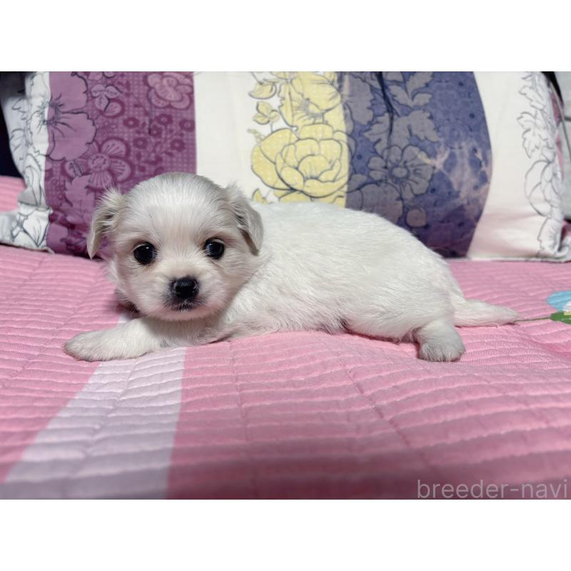 販売中の愛知県のミックス犬-411868の3枚目