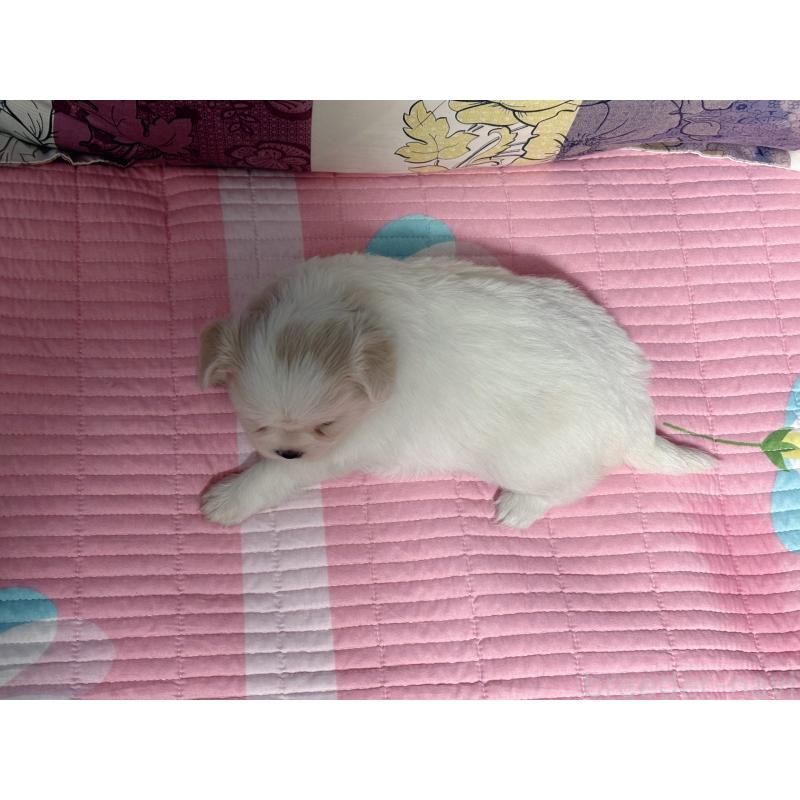 販売中の愛知県のミックス犬-411868の2枚目