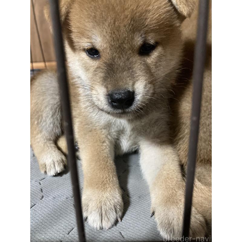販売中の熊本県の柴犬-407319
