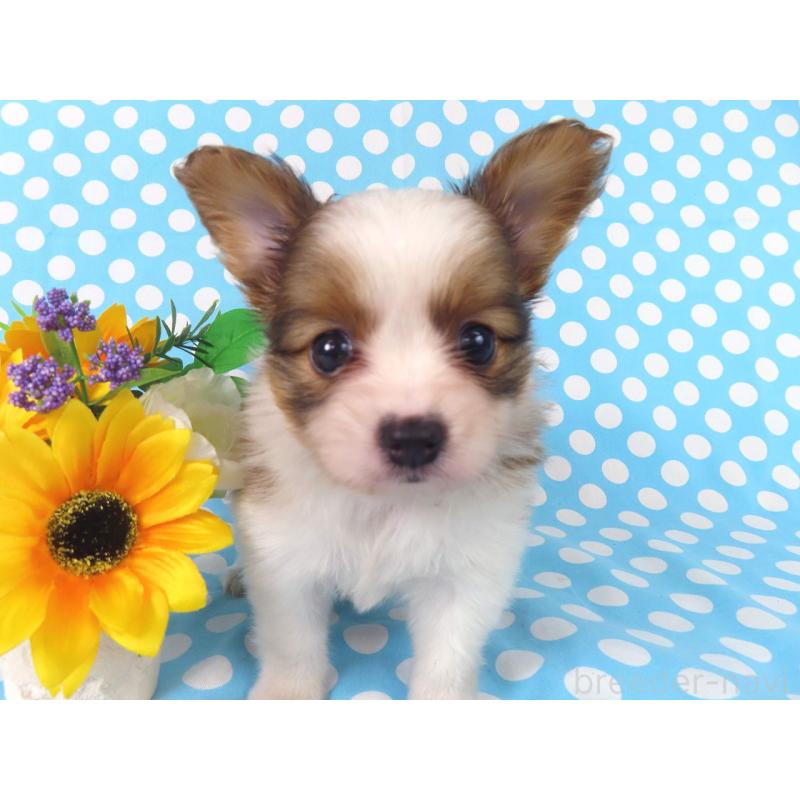 成約済の千葉県のパピヨン-407157の4枚目