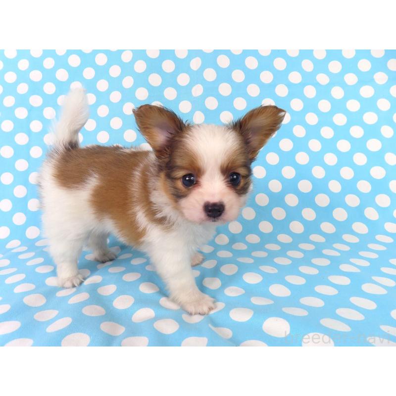 成約済の千葉県のパピヨン-407157の3枚目