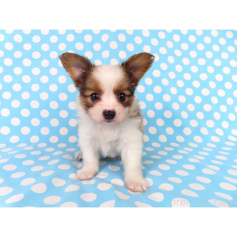 成約済の千葉県のパピヨン-407157の2枚目