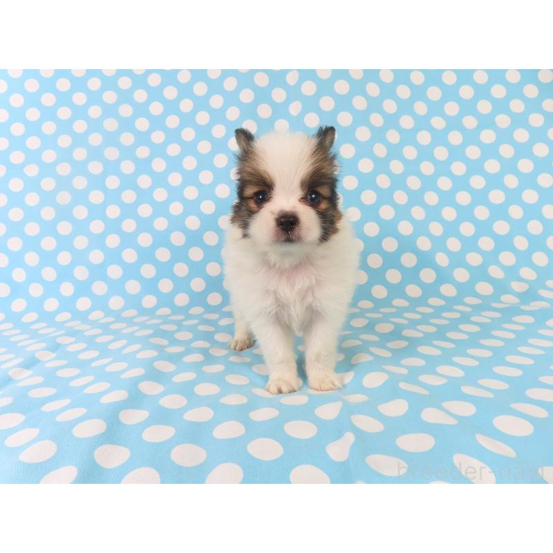 成約済の千葉県のパピヨン-409012の5枚目