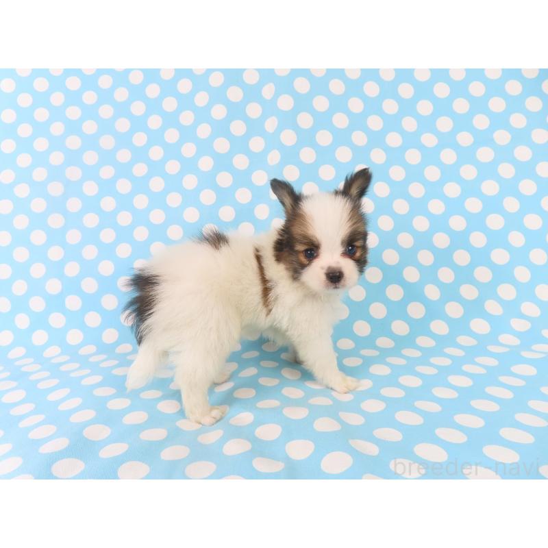 成約済の千葉県のパピヨン-409012の4枚目