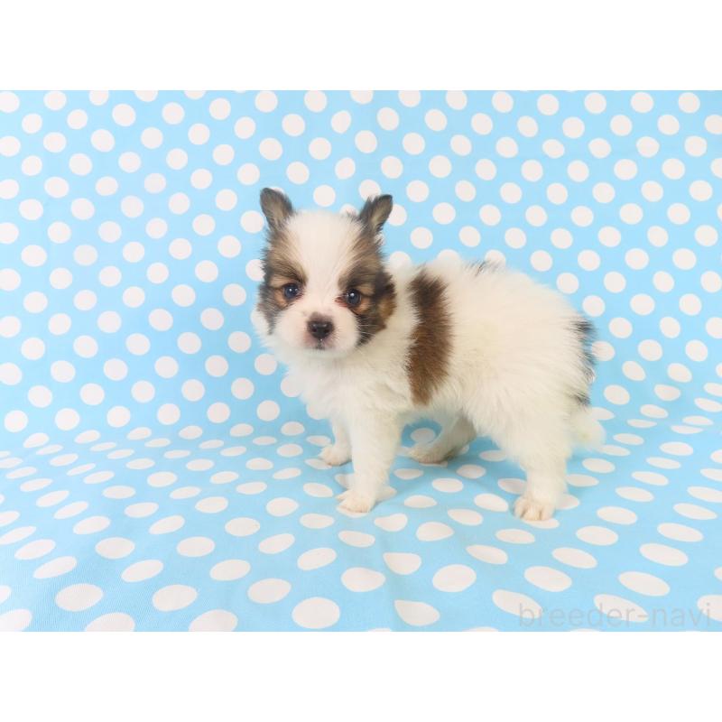 成約済の千葉県のパピヨン-409012の3枚目