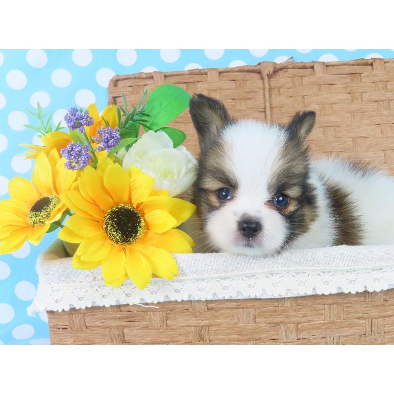 成約済の千葉県のパピヨン-409012の2枚目