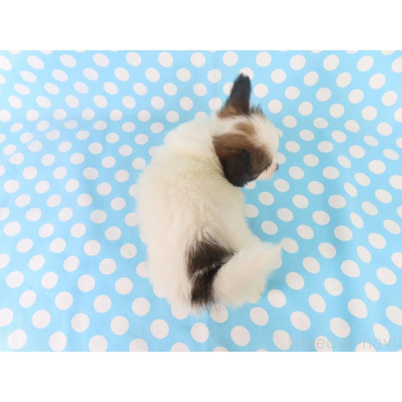 成約済の千葉県のパピヨン-409014の10枚目