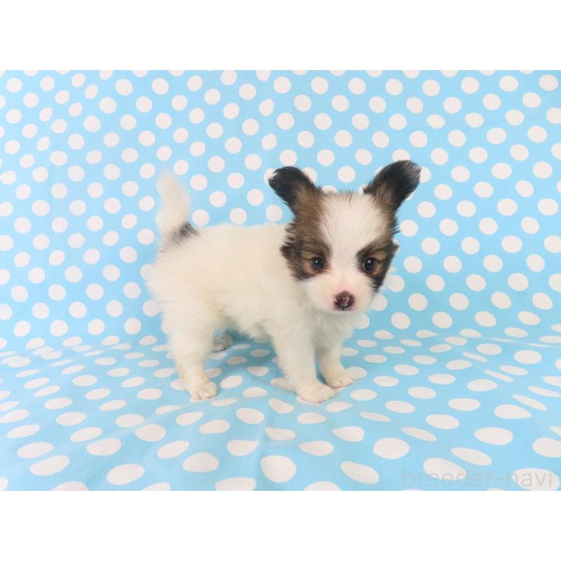 成約済の千葉県のパピヨン-409014の9枚目