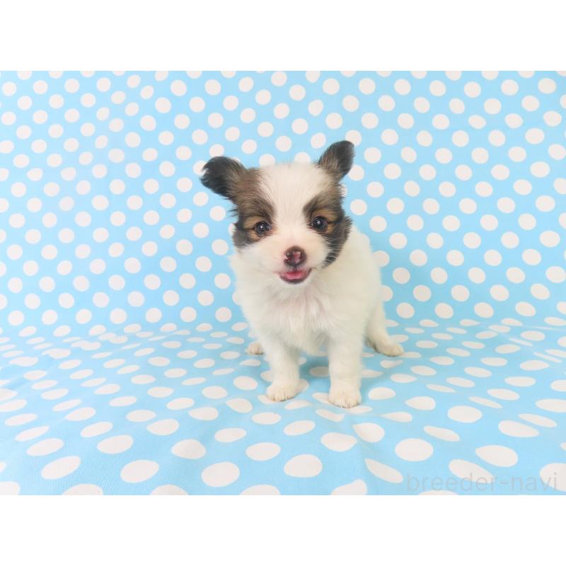 成約済の千葉県のパピヨン-409014の8枚目